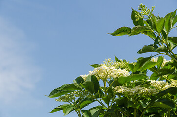 Image showing Beautiful blossom elderberries