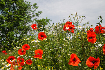 Image showing Blossom poppies in green grass