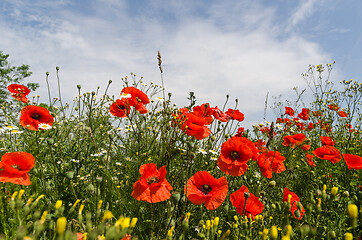 Image showing Blossom poppies close up