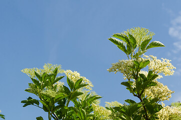 Image showing Elderberry flowers close up