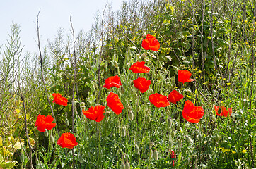 Image showing Red blossom poppies in the green grass