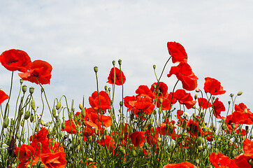 Image showing Lot of blossom poppies