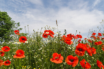 Image showing Poppies wildflowers close up