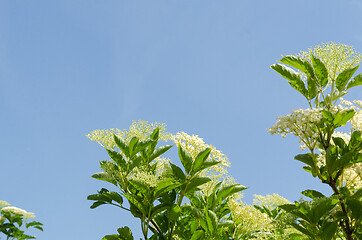 Image showing Blossom elderberry branches