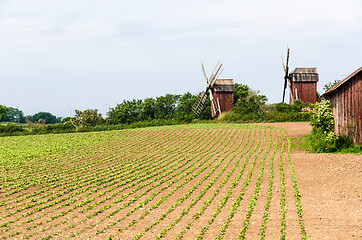 Image showing Bean seedlings in rows