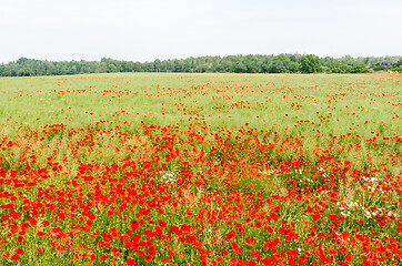 Image showing Blossom red poppies in a farmers corn field