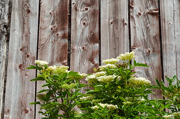 Image showing Blossom elderflowers