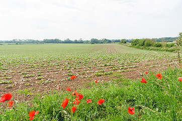 Image showing Red poppies by a farmers field