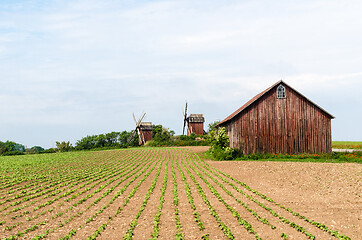 Image showing Farmers field by traditional windmills