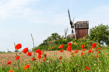 Image showing Red poppies close up by an old windmill