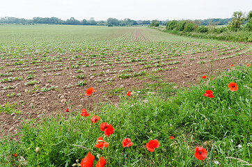 Image showing Red poppy flowers by a corn field