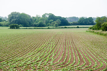 Image showing Seedling of beans in a farmers field