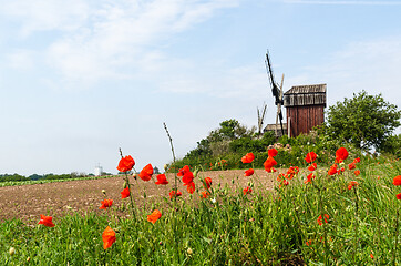 Image showing Red poppies by an old Windmill