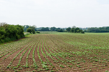 Image showing Seedlings in a farmers field