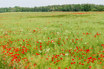 Image showing Blossom poppies in a farmers field