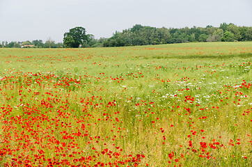 Image showing Farmers cornfield with blossom poppies