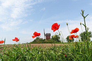 Image showing Low angle image with poppies and a wimdmill