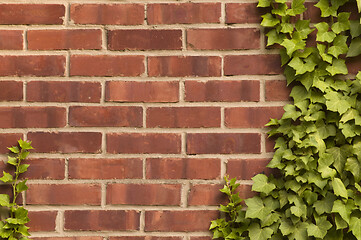 Image showing Distressed red brick wall with ivy growing on it