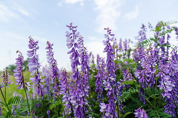 Image showing Blossom viches close up