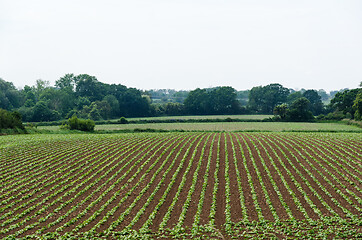 Image showing Rows with brown beans seedlings