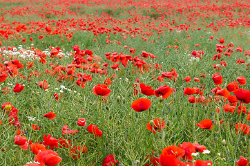 Image showing Cornfield with poppies all over