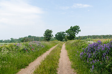 Image showing Beautiful country road in summertime