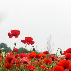 Image showing Red poppies close up 