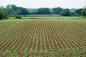 Image showing Lines i a beautiful farmers field