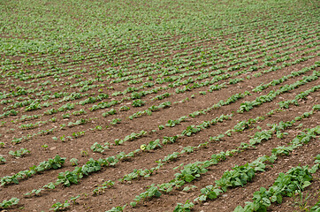 Image showing Brown beans seedlings close up