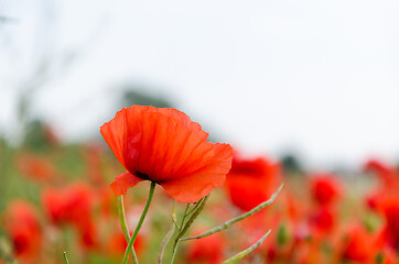 Image showing One focused poppy flower