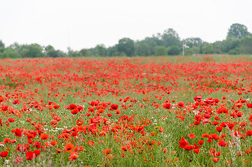 Image showing Red poppies all over in a corn field