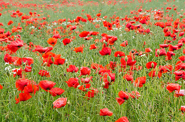 Image showing Red poppies in a cornfield