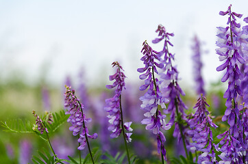 Image showing Lilac summer flowers close up