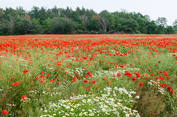 Image showing Poppies and daisies in a field