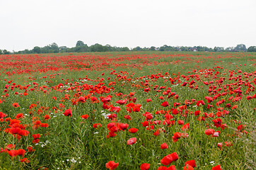 Image showing Poppies all over in a corn field