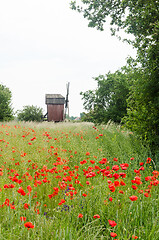 Image showing Red poppies in a cornfield by an old windmill