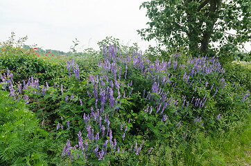 Image showing Blossom blue viches flowers