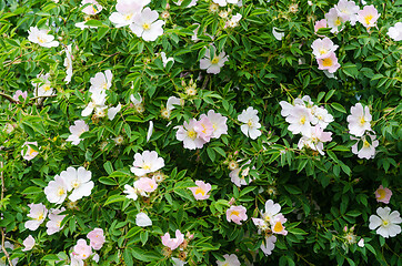 Image showing Blossom wildrose shrub