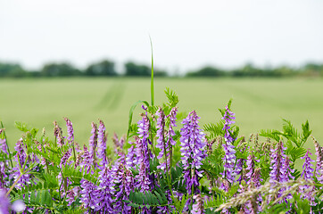 Image showing Violet blossom viches close up