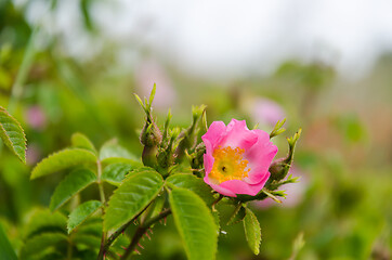 Image showing Blossom pink wildrose