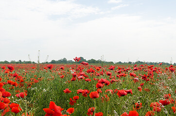 Image showing Many red blossom poppies in a field