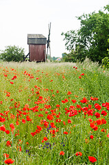 Image showing Cornfield with red poppies by an old windmill