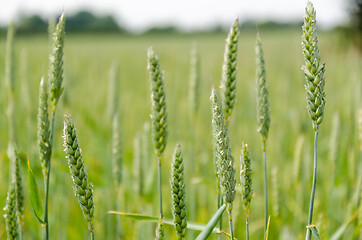 Image showing Growing wheat plants in a field