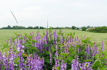 Image showing Blossom violet viches close up