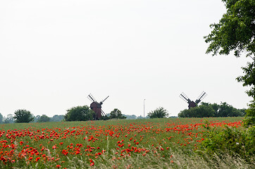 Image showing Poppies in a field by two old windmills