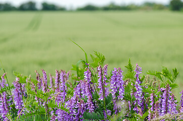 Image showing Purple viches flowers by a green field