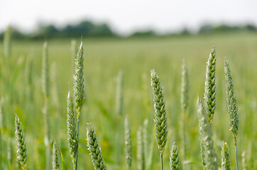 Image showing In an unripe wheat field