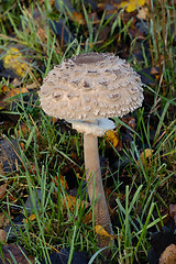 Image showing young parasol mushroom