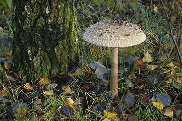 Image showing Nice mushroom