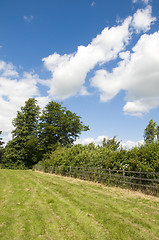 Image showing summer field